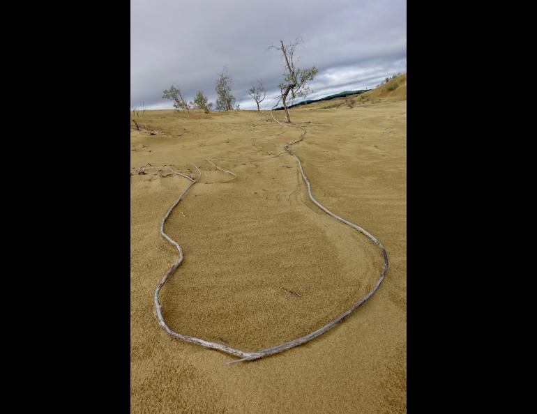 Sand dunes a unique Alaska landscape | Geophysical Institute